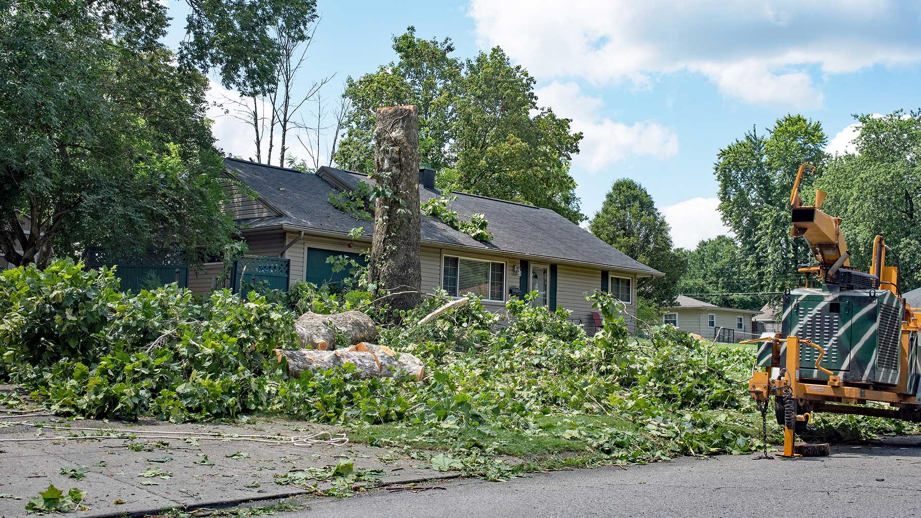 Tree Service Paris TX