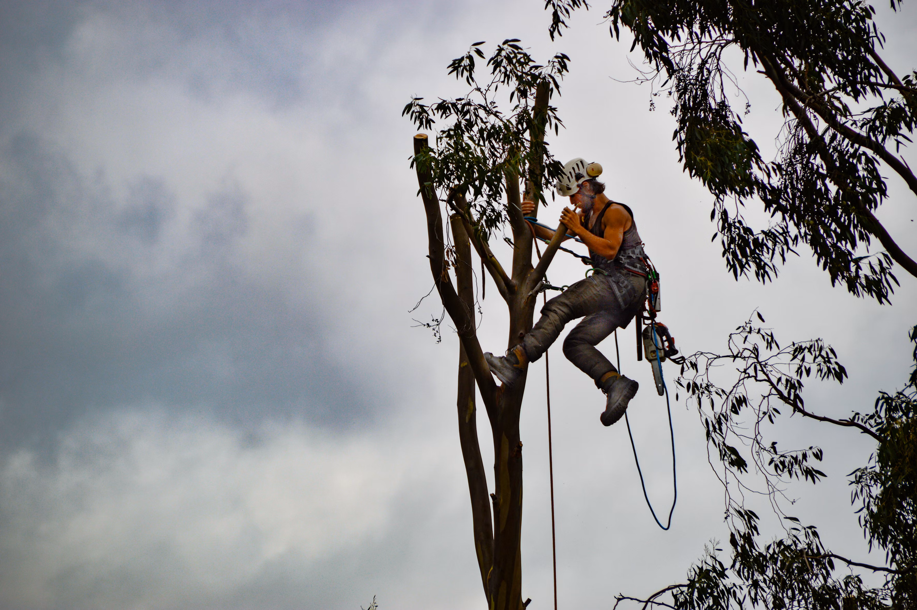 Tree Service Paris TX