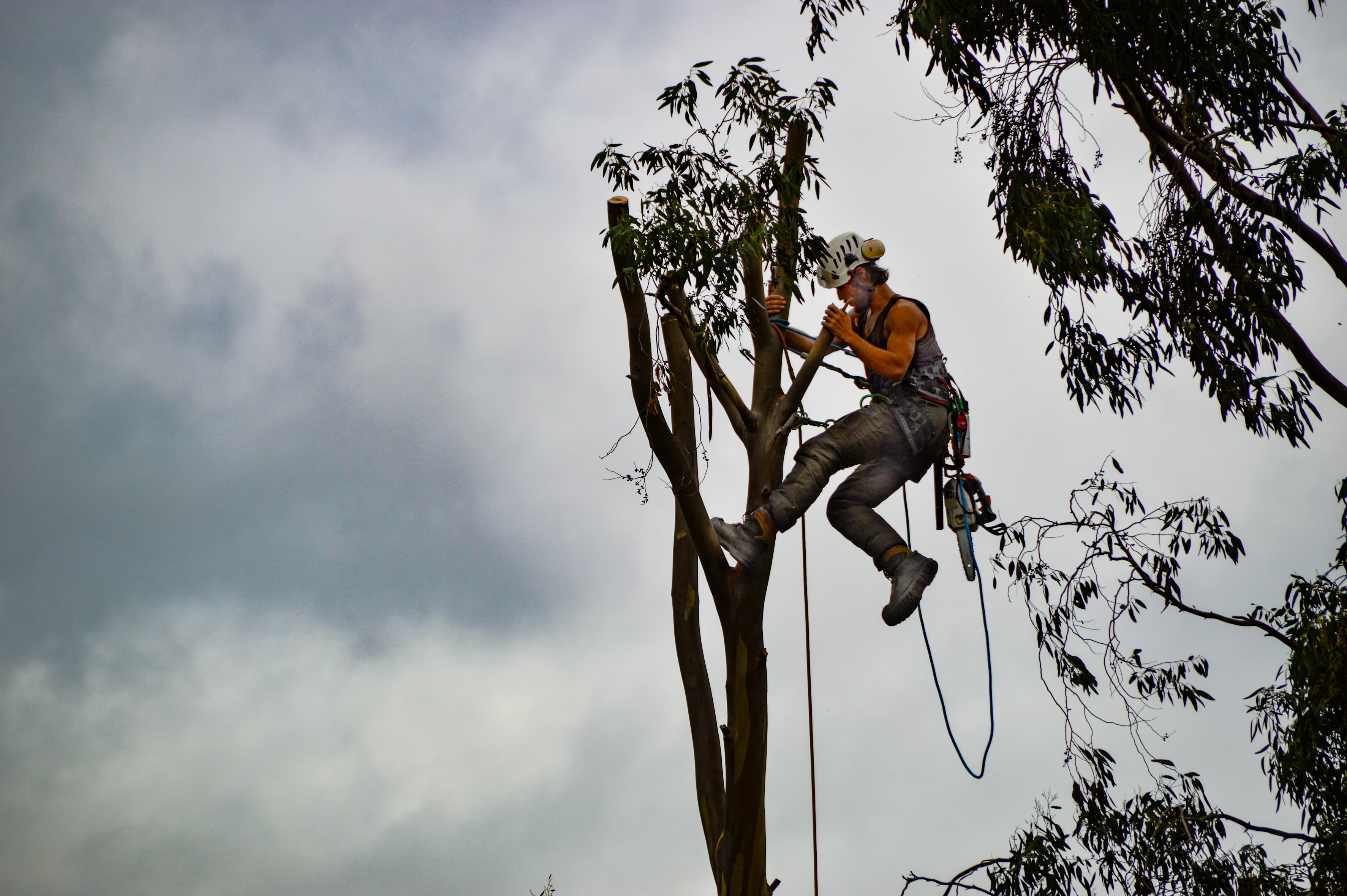 Tree Service Paris TX