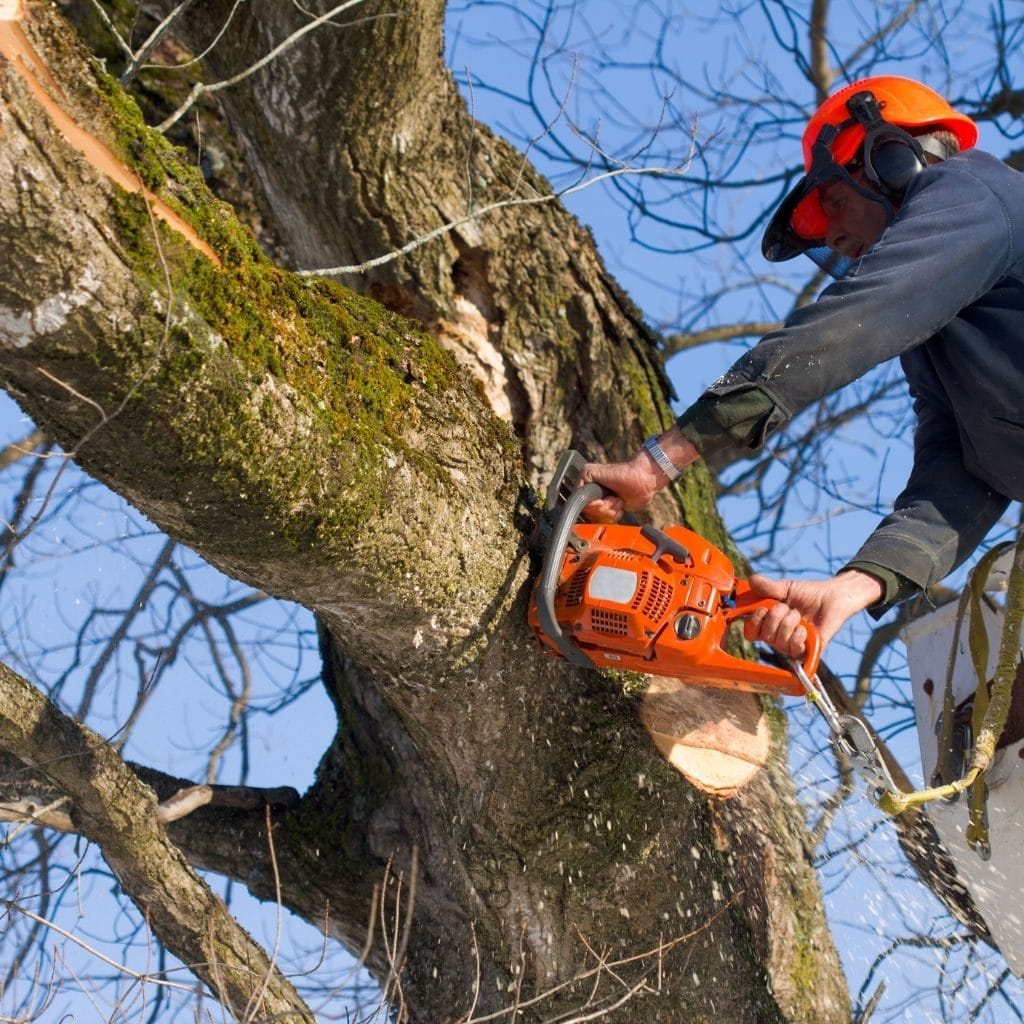 Tree Service Paris TX