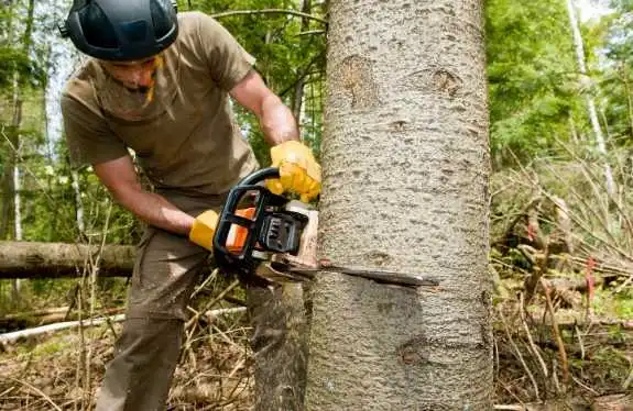 Tree Service Paris TX