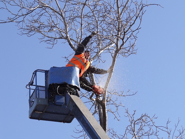Tree Service Paris TX