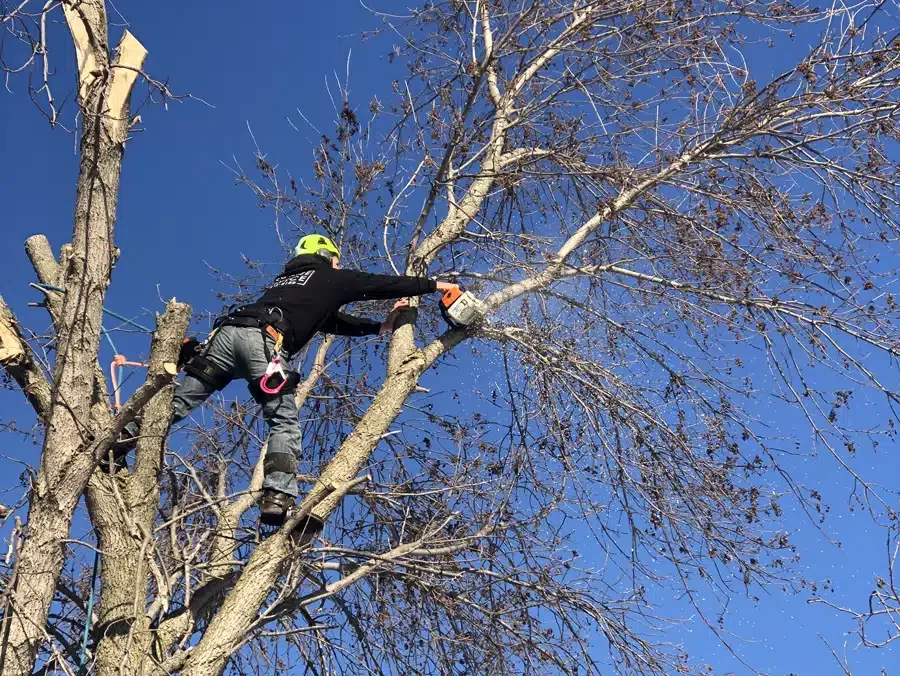 Tree Service Paris TX