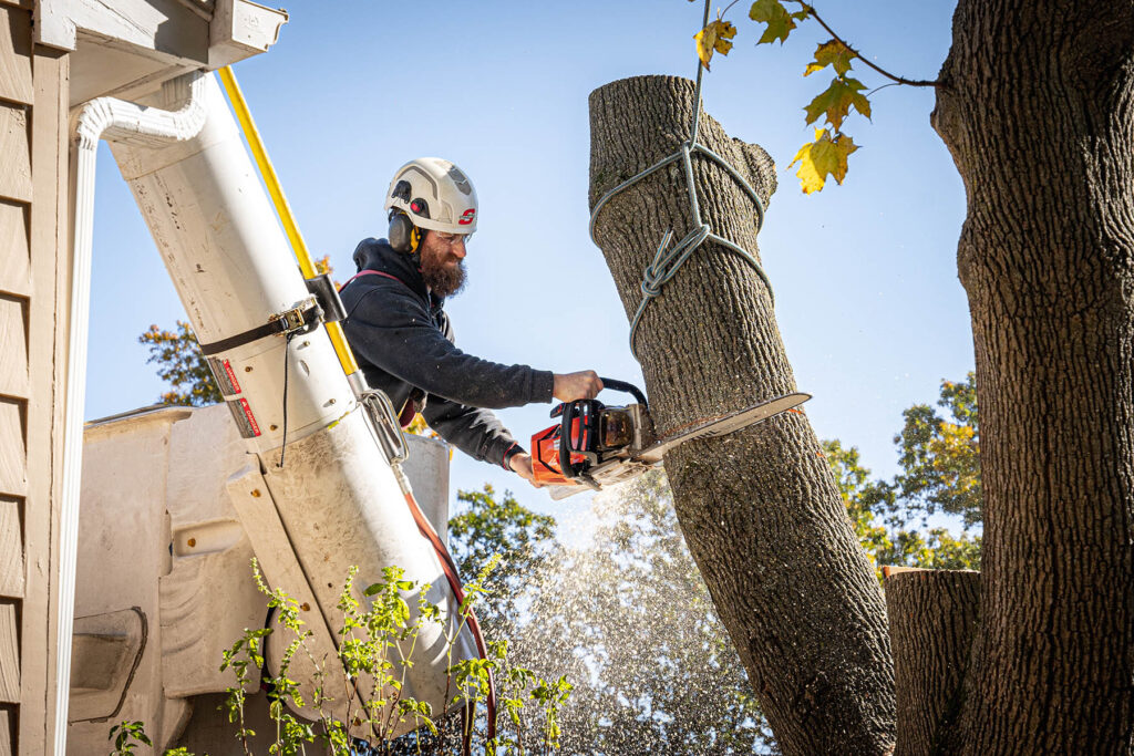 Tree Service Paris TX
