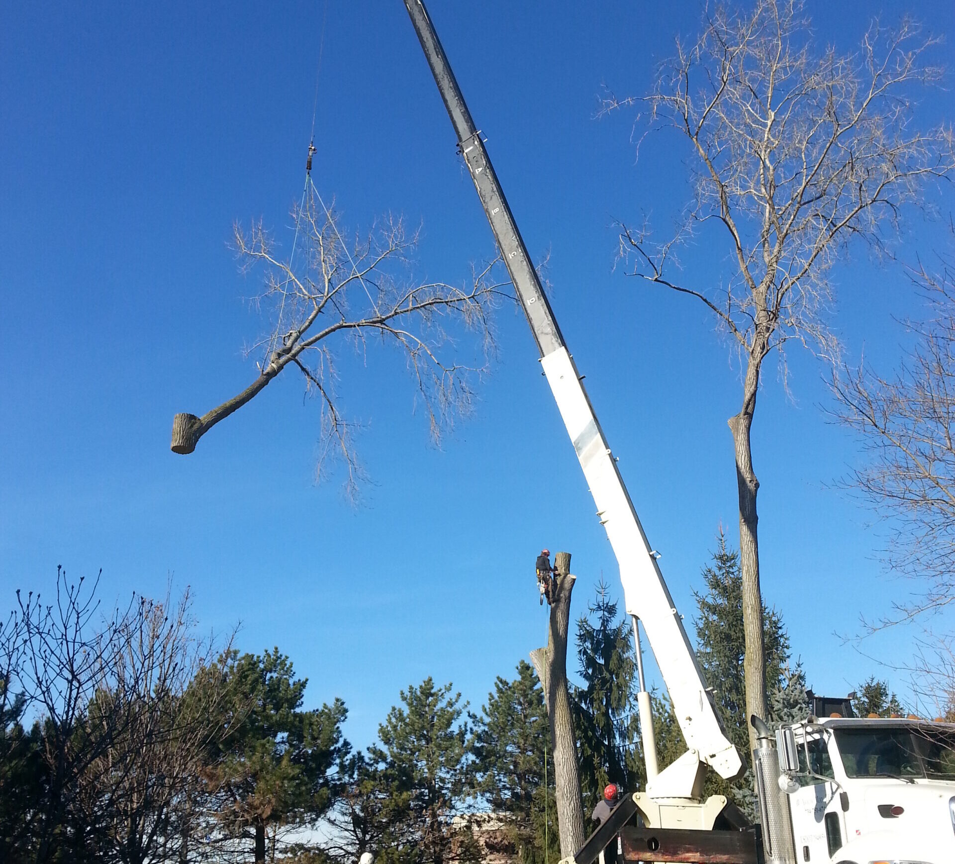 Tree Service Paris TX