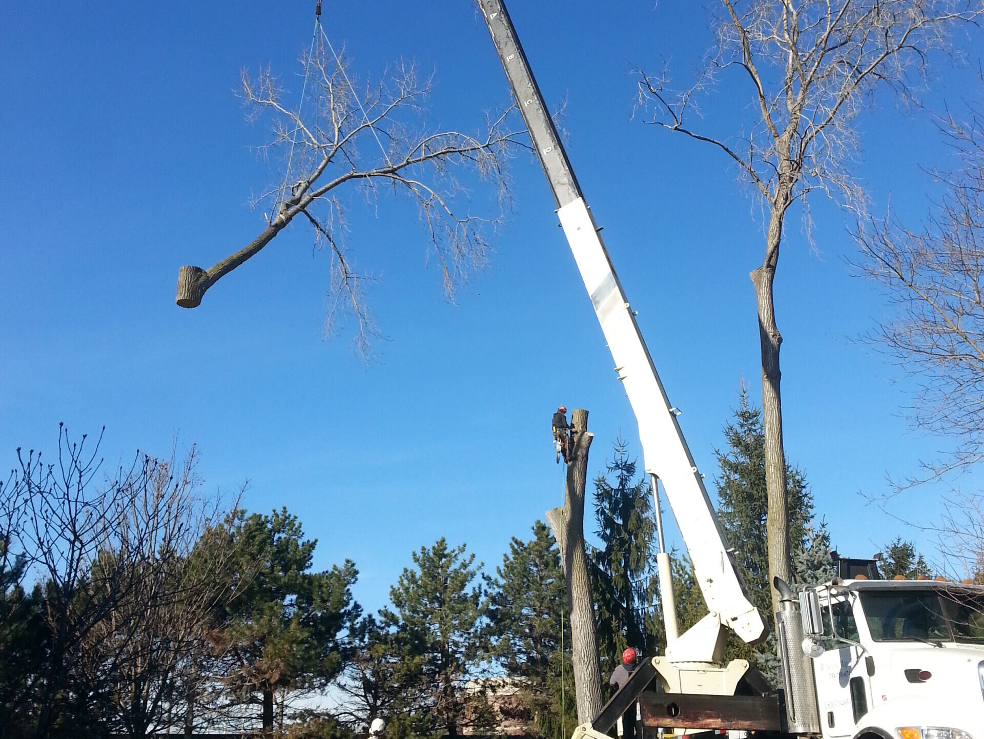Tree Service Paris TX