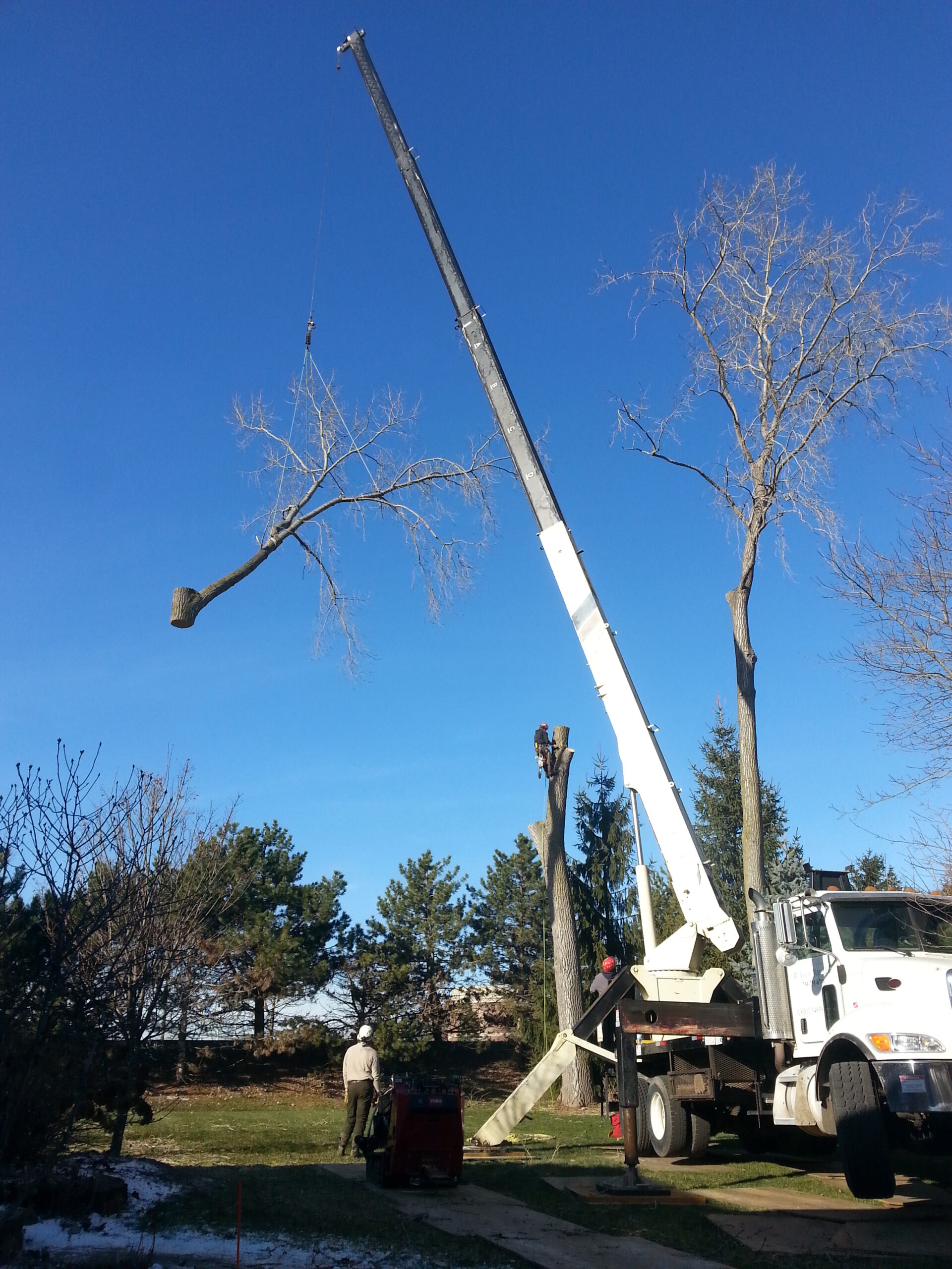 Tree Service Paris TX