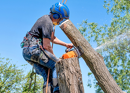tree service Paris TX