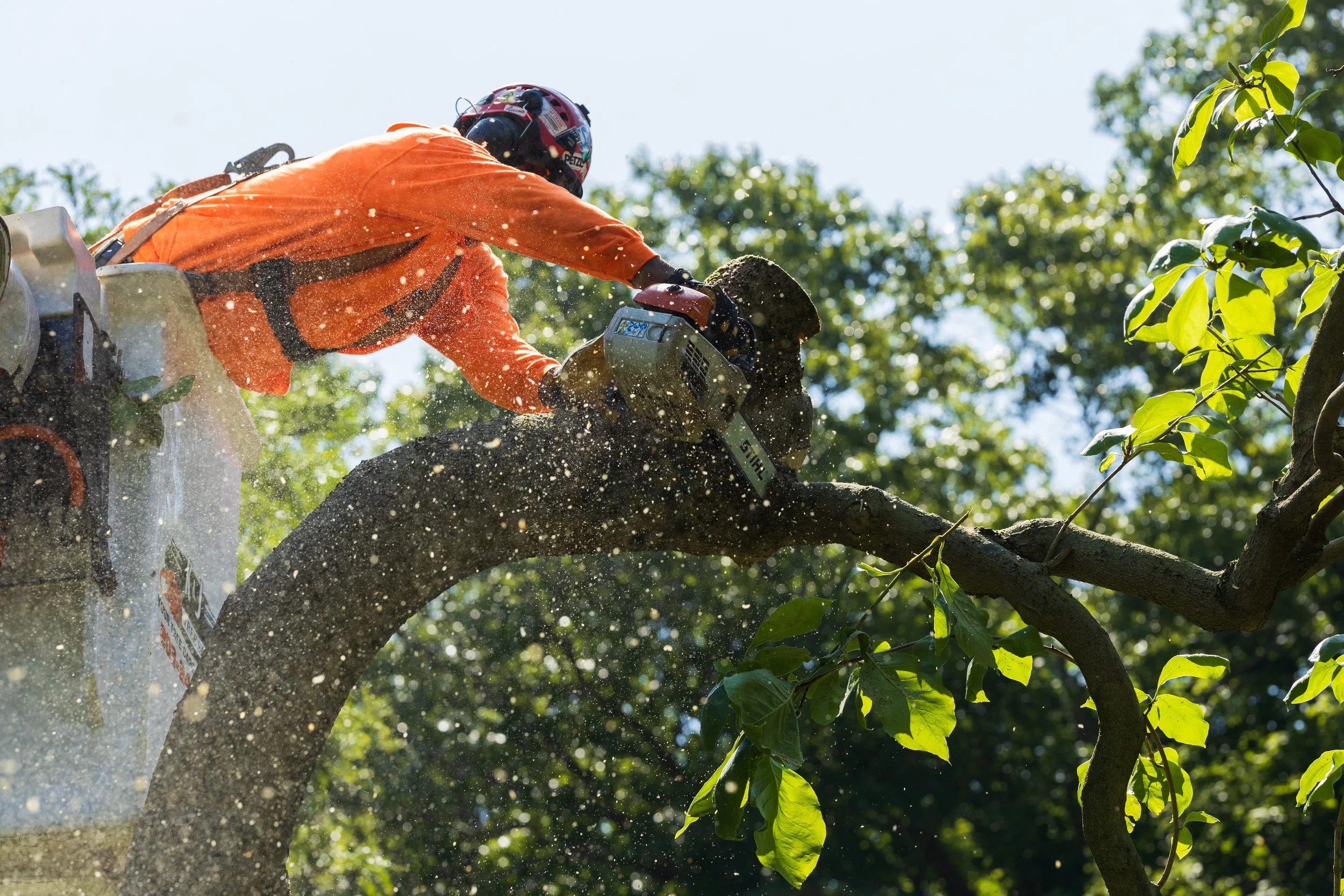 tree service Paris TX