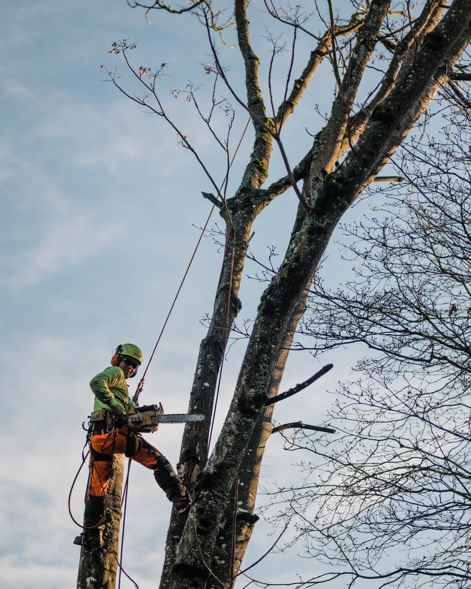 tree service Paris TX