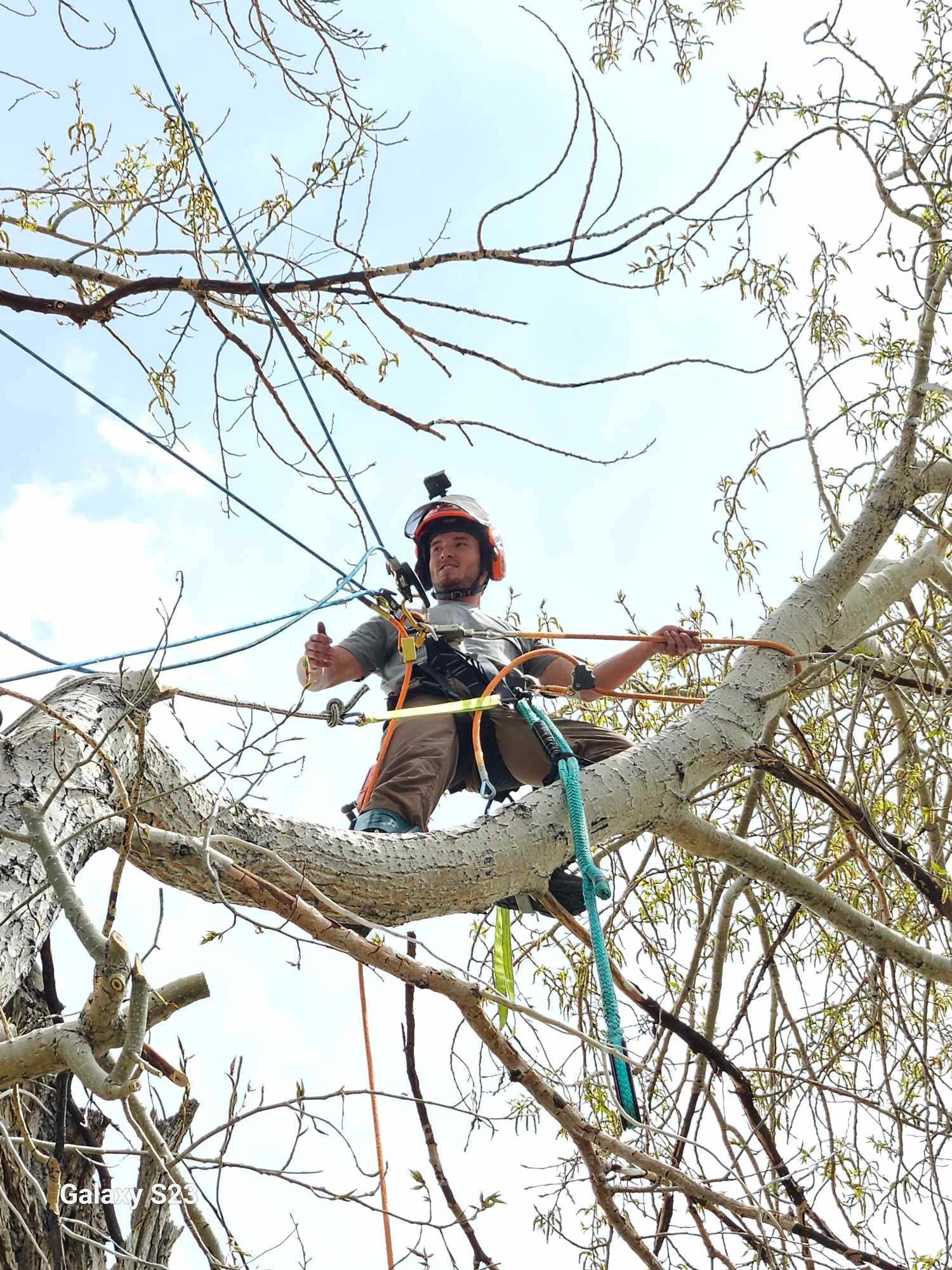tree service Paris TX