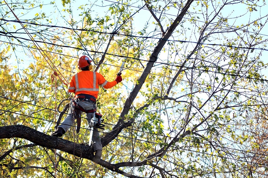 tree service Paris TX
