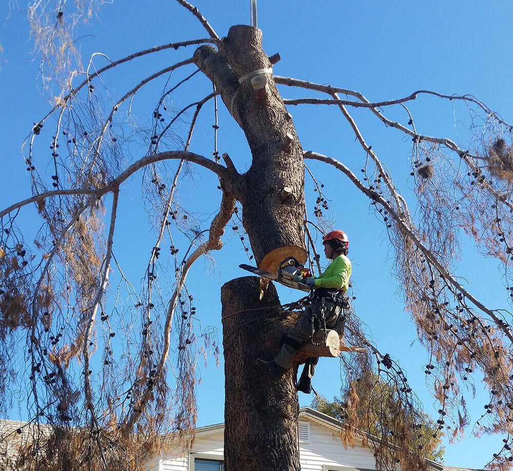 tree service Paris TX
