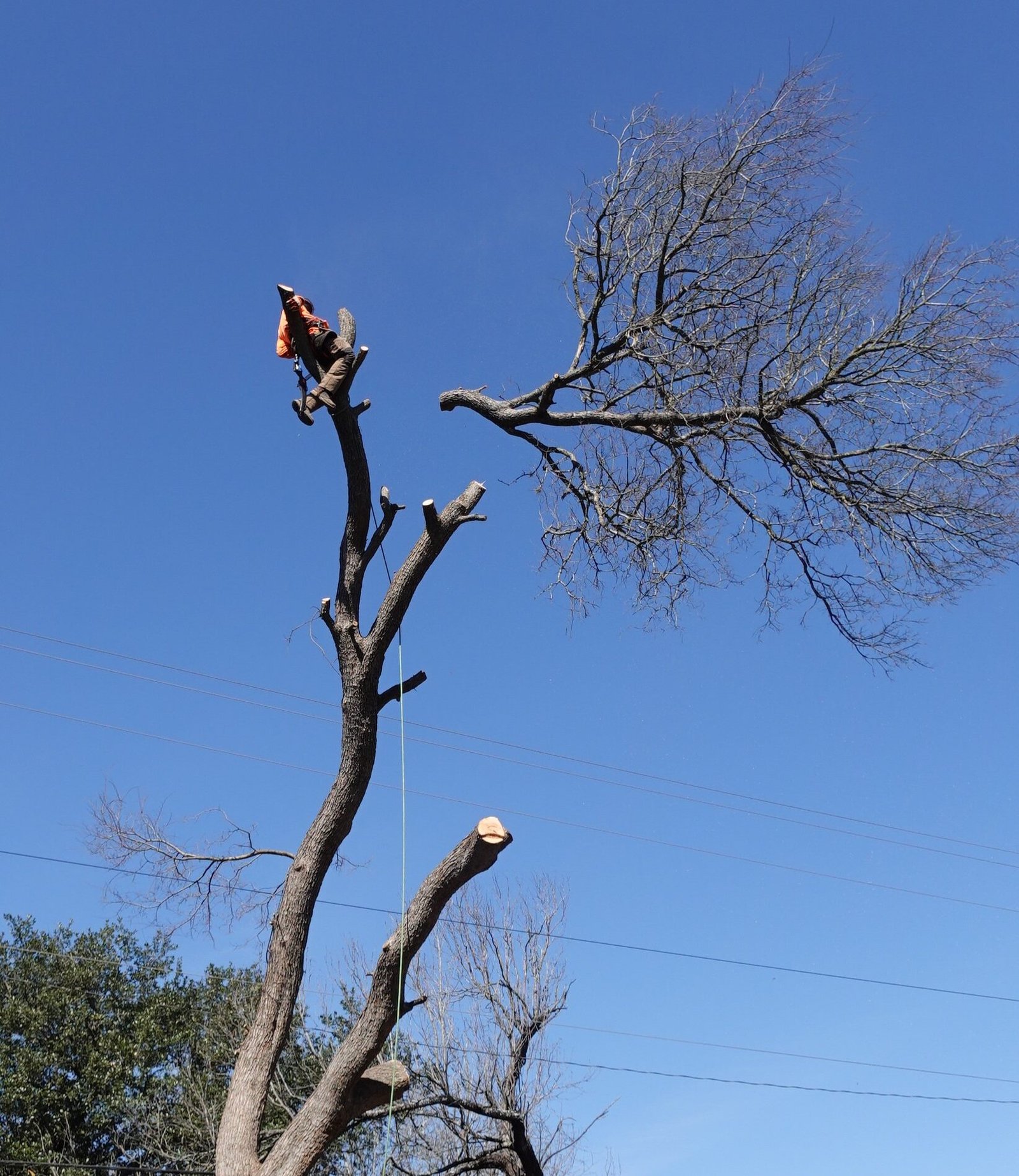 tree service Paris TX